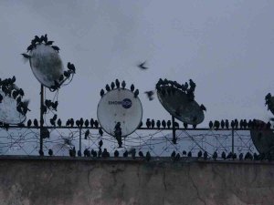 Sığırcık Kuşlarının Gökyüzündeki Dansı Hayran Bıraktı