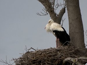 Leylek Ormanı’na Leylekler Gelmeye Başladı