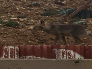 Aç Kalan Tilki Şehir Merkezine İndi