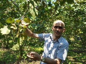 Fındık Üreticilerini Zor Günler Bekliyor