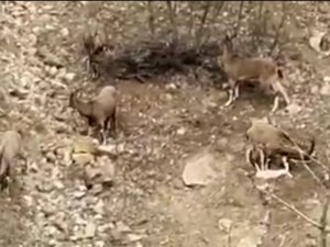 Karakoçan’da Dağ Keçileri Sürü Halinde Görüntülendi