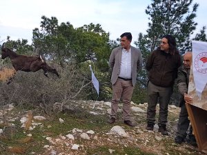 Yaban Keçisi Özgürlüğe Böyle Zıpladı