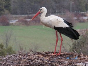 Leylekler Vadisinin Konukları Gelmeye Başladı