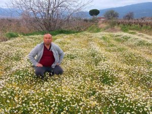 Sarıgöl’e Bahar Geldi, Her Yer Çiçek Açtı