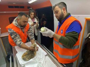 Antalya Büyükşehir Belediyesi Veterinerleri Gaziantep’te