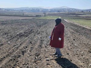 Arpa Ve Buğdayın Ürün Verimliğinin Analizi Yapıldı
