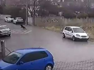 Kendisine Doğru Koşan Köpekleri Fark Etti, Otomobil Üzerine Çıktı