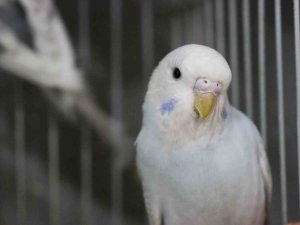 Depremden Sonra Muhabbet Kuşlarının Satışı Patladı