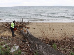 Yalova’da Fırtınada Zarar Gören Ağaçların Yerinde Yeni Fidanlar Yeşerecek