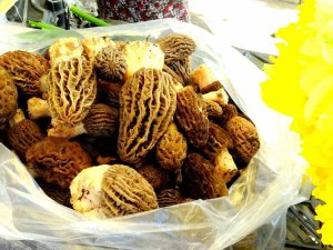 Muğla’da Kuzugöbeği Altınla Yarışıyor