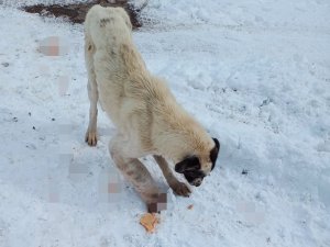 Kurt Kapanına Kapılarak Patisi Kopan Köpek Tedavi Altına Alındı