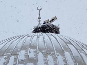 Yuvalarına Gelmeye Başlayan Leyleklere Kar Sürprizi