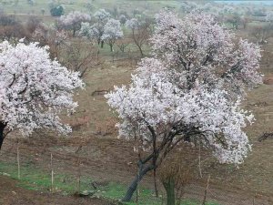 Dicle’de Ağaçlarda Renk Cümbüşü Oluştu