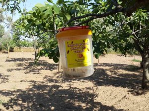 İ̇ncir Bahçelerinde Ekşilik Böceği Zararlısı İle Mücadele Başladı