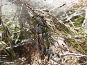 Tırtıl İle Mücadele Başladı