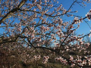 Erken Çiçek Açan Meyve Ağaçları Üreticiyi Endişelendiriyor