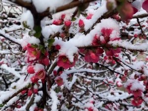 Baharla Birlikte Çiçek Açan Ağaçlar Karla Kaplandı