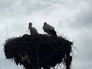 Baharın Müjdecisi Leylekler Yuvalarına Döndü