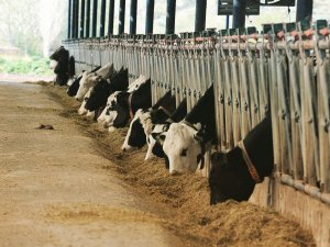 Muğla’da Hayvan Pazarlarını Kapatma Kararı Alındı