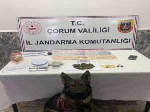Jandarmadan Uyuşturucu Operasyonu