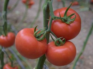 Yerli Ve Milli Tohumdan Üretilen Domatesler Çiftçiye Tanıtıldı