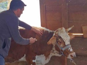 Gazipaşa’da Şap Aşısına Başlandı
