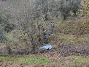 Ağaçtan Düşen Çiftçi Hayatını Kaybetti