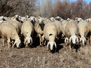 Hayvan Otlatmak Yasaklandı