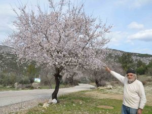 Güneşe Aldanan Badem Ağaçları Erken Çiçek Açtı