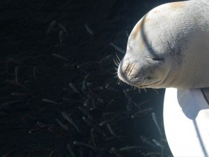 Nesli Tükenme Tehlikesi Altında Olan Akdeniz Foku Tekneye Sığındı