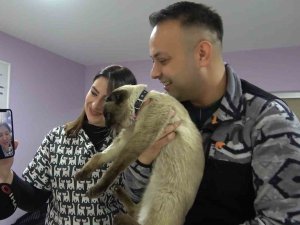 Depremde Kaybolmuştu, Mikroçip Sayesinde ’Paşa’nın Sahibi Bulundu