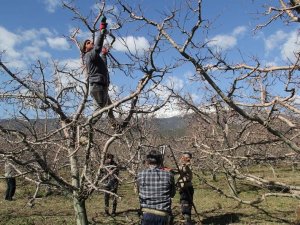 Eğirdir’de Elma Bahçelerinde Budama Sezonu Başladı