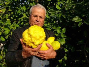 1 Kiloyu Geçen Sıra Dışı Büyüklükte Bergamot Yetiştirdi