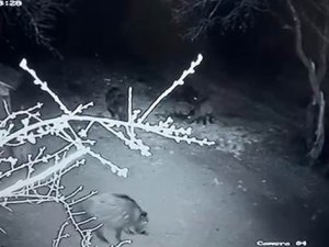 Aç Kalan Domuz Sürüsü Evin Bahçesine Girdi