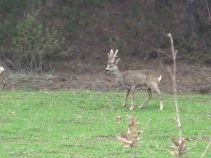 Hava Sıcakları Yükselince Geyikler Köylere Kadar İndi
