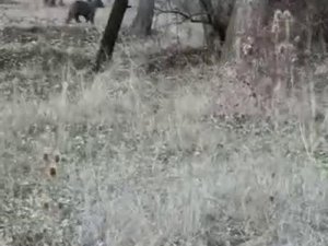 Aç Kalan Ayı Köy Yakınına Kadar İndi