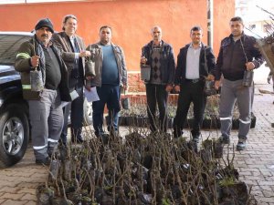 Nazilli’de 30 Bin İncir Fidanı Toprakla Buluşuyor