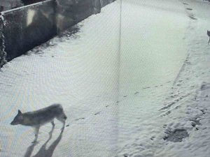 Köye İnip Köpeği Telef Eden Kurtlar Böyle Görüntülendi