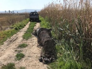 Didim’de Sahipsiz Gergi Ağları Ekipler Tarafından Toplandı