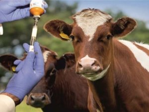 Eskişehir’de Şap Virüsü Alarmı