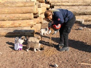 Erciş Belediyesi Sokak Hayvanlarını Unutmuyor