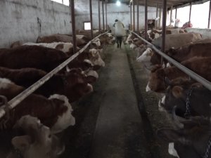 70 Bin Buzağıdan 1 Milyar Tl Gelir Bekleniyor