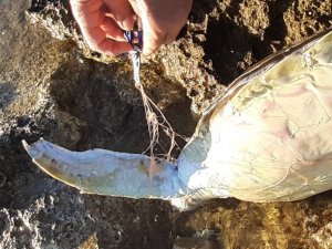 Didim’de Caretta Caretta Cinsi Deniz Kaplumbağası Ölü Bulundu