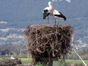 Gökova’nın Misafirleri Erken Geldi