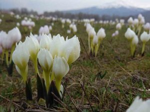 Bitlis’te Baharın Müjdecisi Kardelenler Açtı