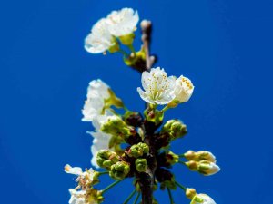 Manisa’dan Dünya Sofralarını Süsleyecek Kirazda Ağaçlar çiçek açtı