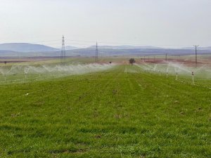 Tarım Uzmanı Uyardı: "Fazla Sulama İnsan Ve Hayvan Sağlığına Zarar Verebilir"