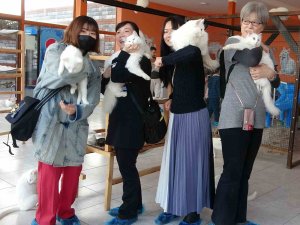 Japonlar Van Kedisine Hayran Kaldı