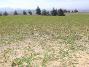 Pamukkale Belediyesi Çiftçilere Tohum Ve Yem Desteğine Hazırlanıyor