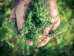 Kekik İhracatında Hedef 150 Milyon Dolar